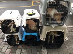 香港宠物托运 宠物运输