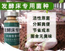 发酵床养猪分解粪便环保不臭